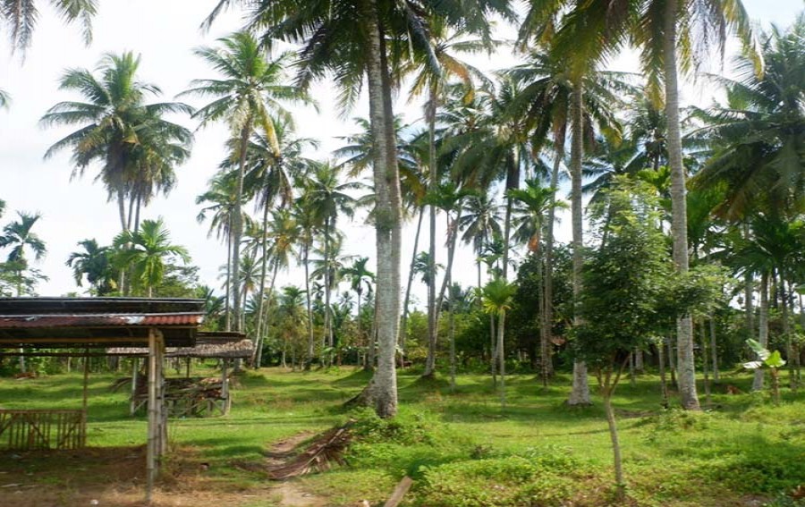 SIGAP Dorong Waga Kampung Giring-Giring olah Kelapa Dalam jadi Minyak Kelapa Bernilai Ekonomi